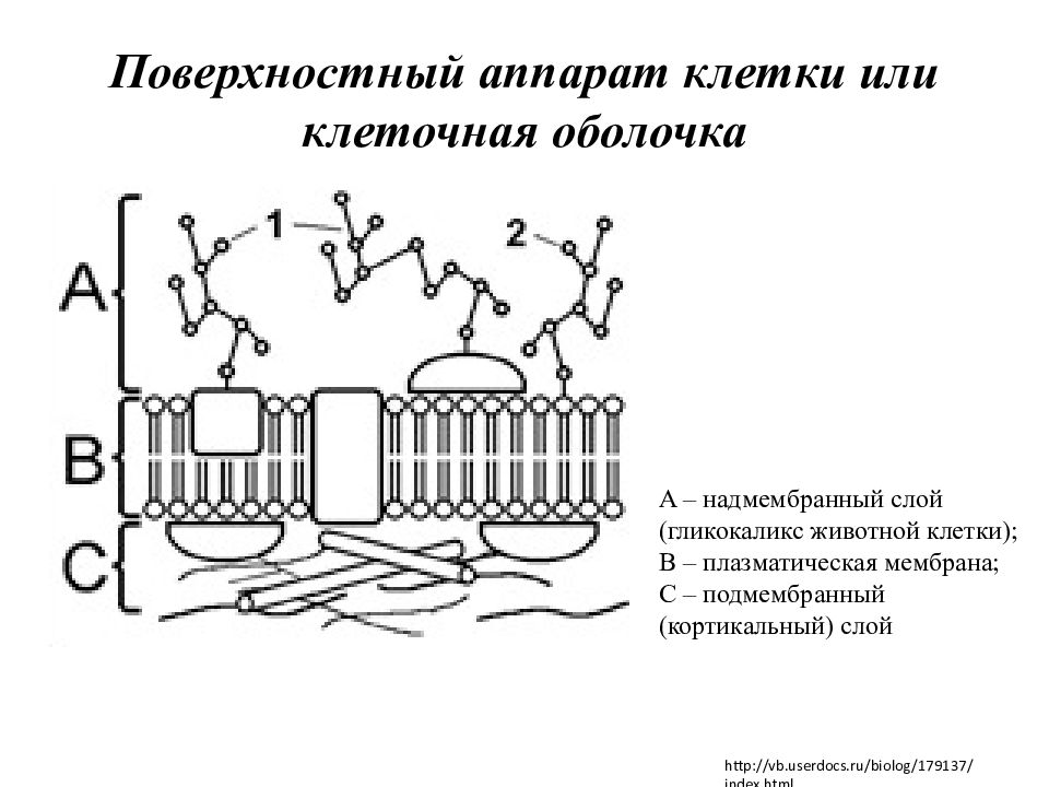 Аппараты клетки