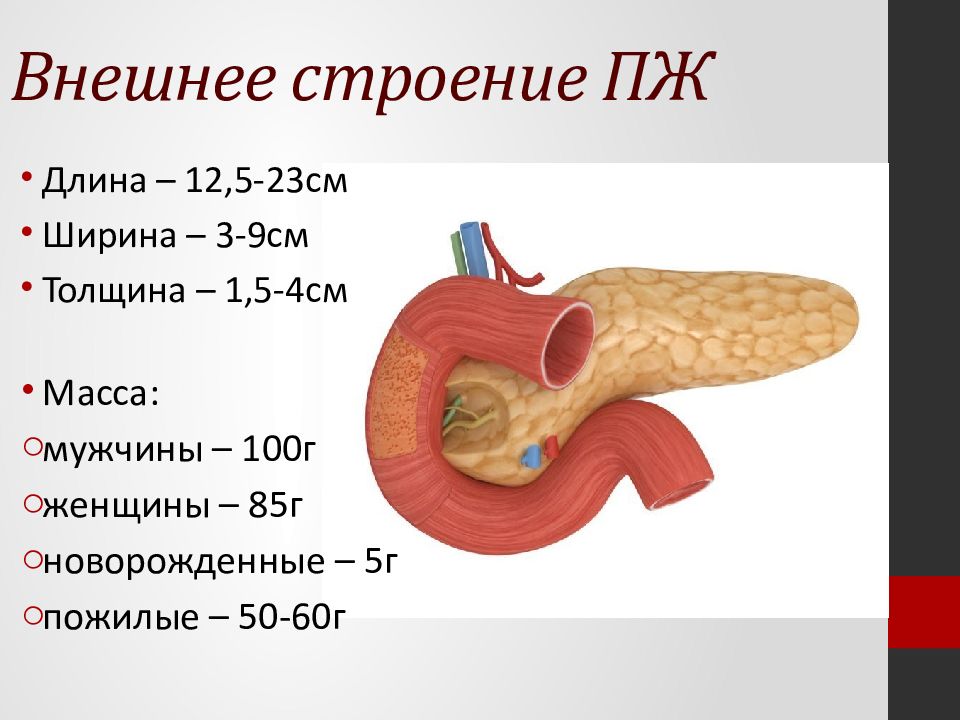 Анатомия поджелудочная железа расположение и рисунок человека