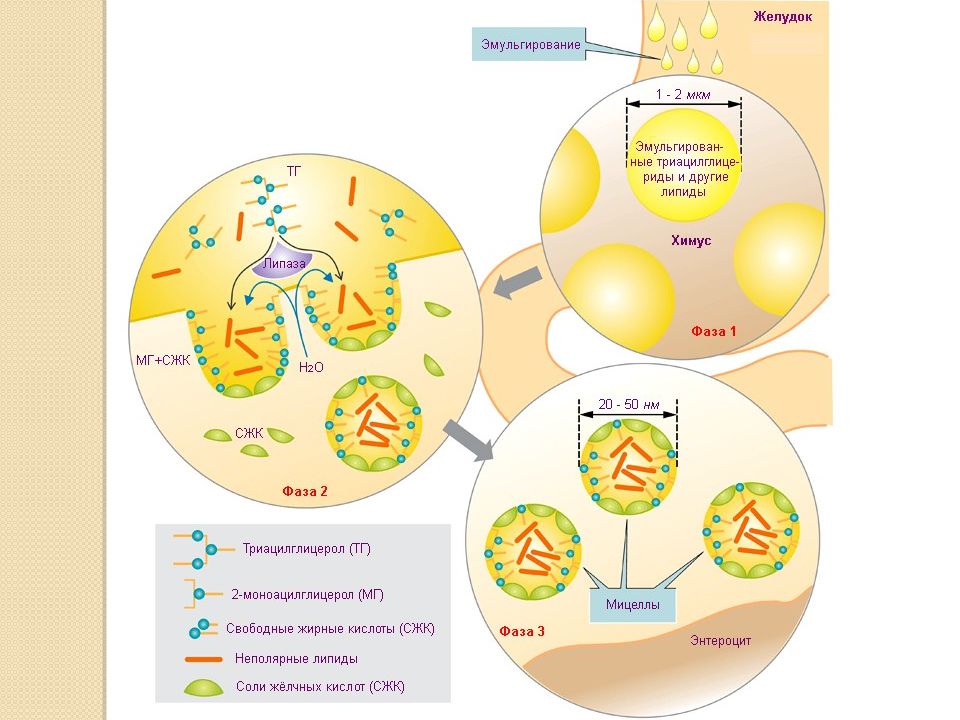 Эмульгирование. Эмульгирование липидов схема. Механизм эмульгирования жиров желчью. Эмульгирование жиров схема. Схема эмульгирования жиров под действием желчных кислот.