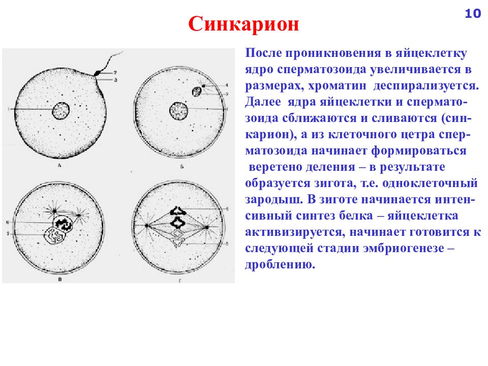 Дробление ядра. Синкарион это гистология. Синкарион зиготы. Синкарион лошадиной аскариды препарат. Синкарион оплодотворение.