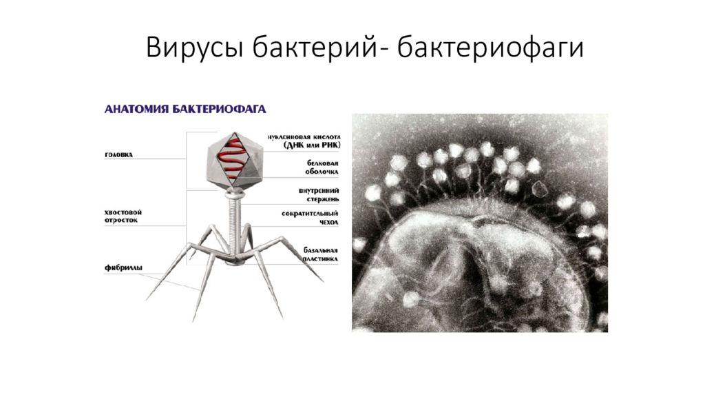 Вирусы и бактериофаги