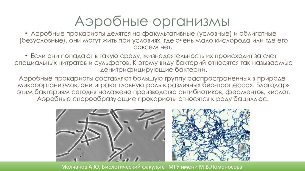 Дыхание прокариот. Бактерии прокариоты. Прокариоты аэробы. Облигатные аэробные бактерии. Облигатные и факультативные аэробы.
