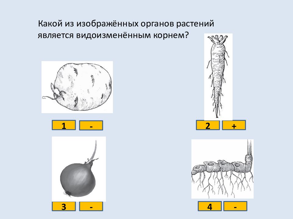 Орган цветкового растения обозначенный на рисунке буквой а является видоизмененным