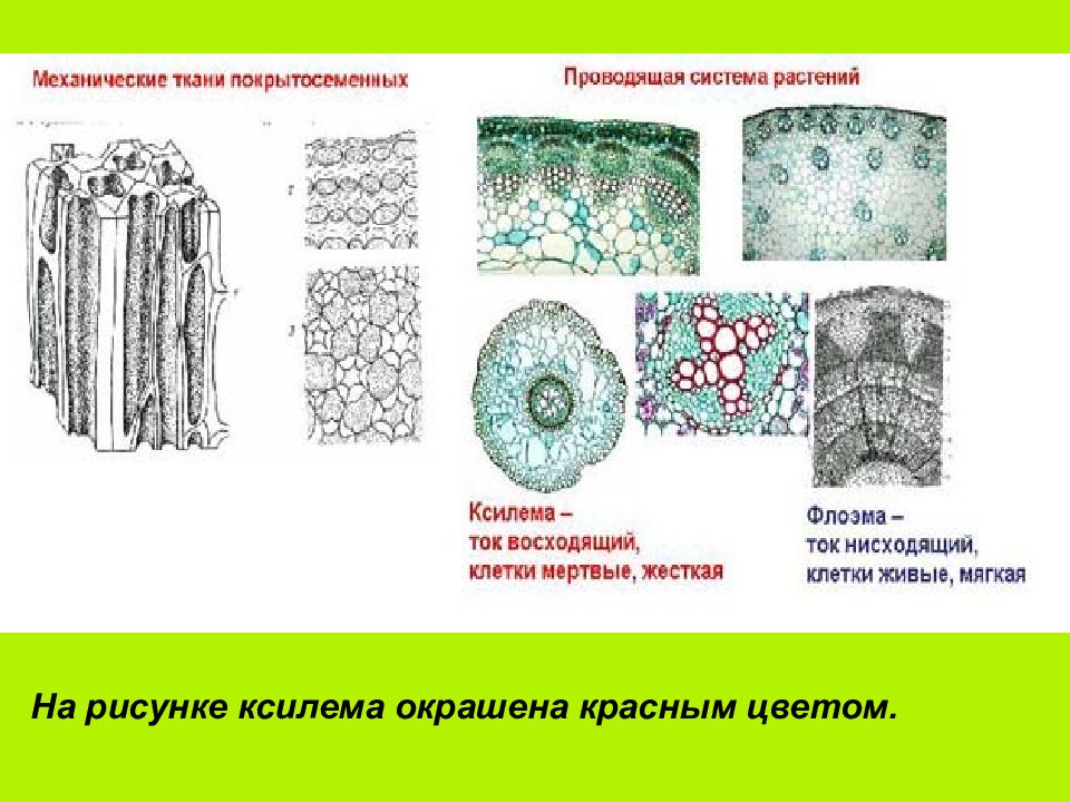 Проводящая ткань на рисунке обозначена буквой