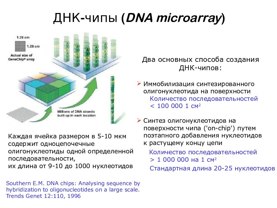 Днк микрочипы презентация