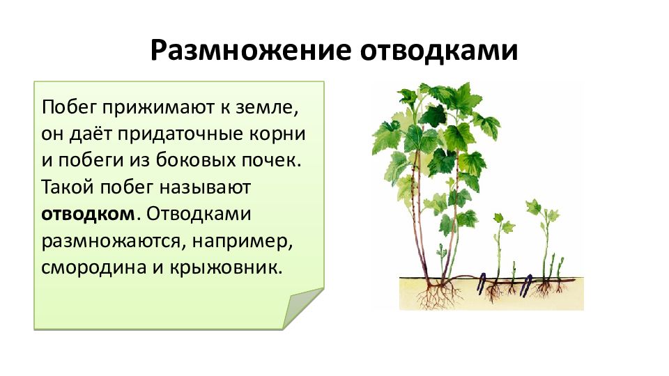 Какой способ вегетативного размножения показан на рисунке усами прививкой