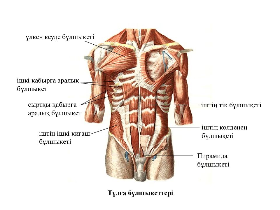 Мышцы грудного пресса. Поверхностные мышцы груди и живота. Мышцы брюшного пресса. Мышцы груди анатомия. Мышцы груди анатомия человека.