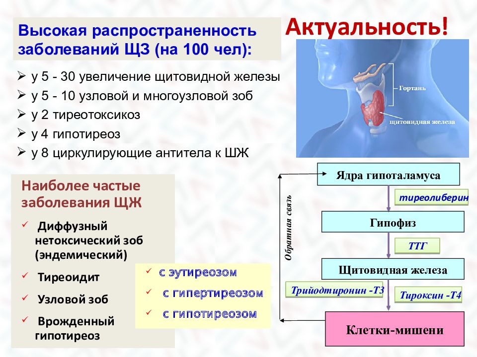 Эутиреоз щитовидной железы