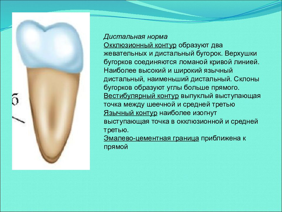 Бугорок это. Частная анатомия зубов. Язычно дистальный бугорок. Анатомия зубов презентация. Дистальный бугорок зуба.