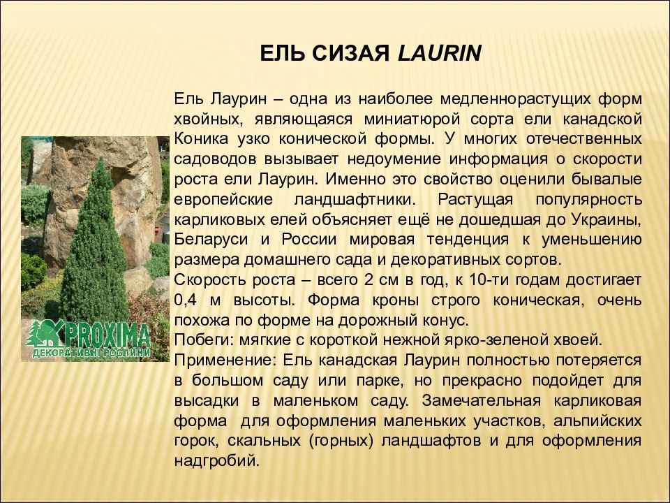 Применение ели. Ель канадская Laurin описание. Канадская ель презентация. Ель канадская скорость роста. Ель сизая рисунок.