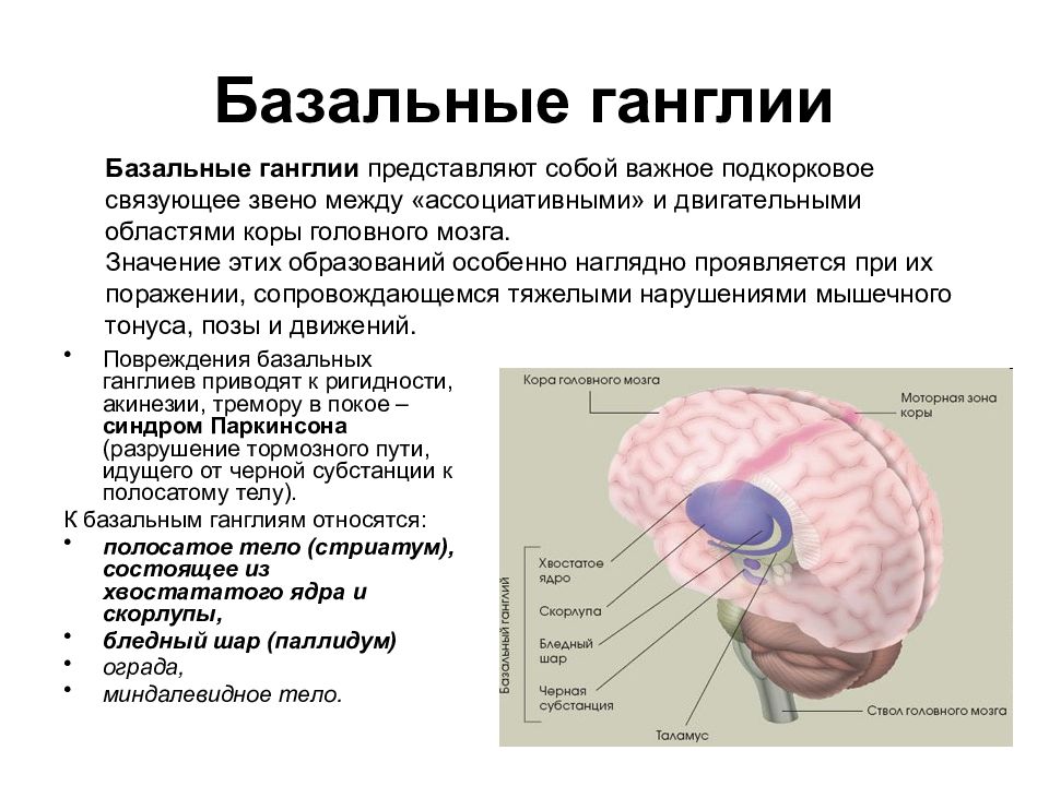 Подкорка головного мозга. Базальные ганглии конечного мозга функции. Структура базальных ганглиев. Симптомы поражения базальных ганглиев. Головной мозг подкорковые ядра структура и функции.