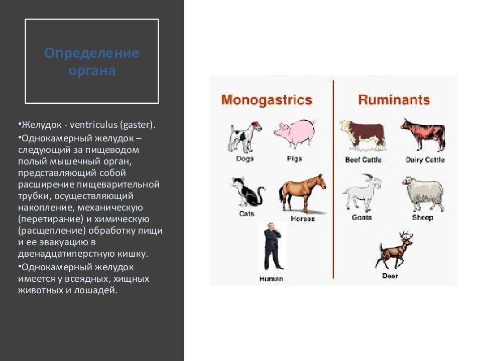 Животные определение. Желудок домашних животных. Орган определение. У какого животного 2 желудка. Свиньи всеядные животные с однокамерным желудком.