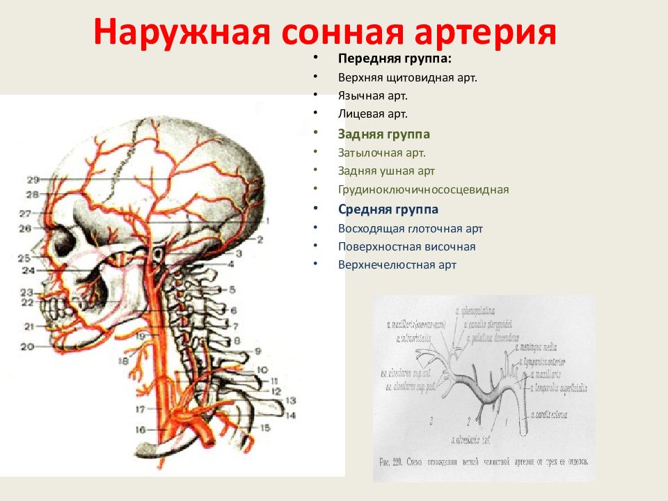 Наружная сонная артерия схема