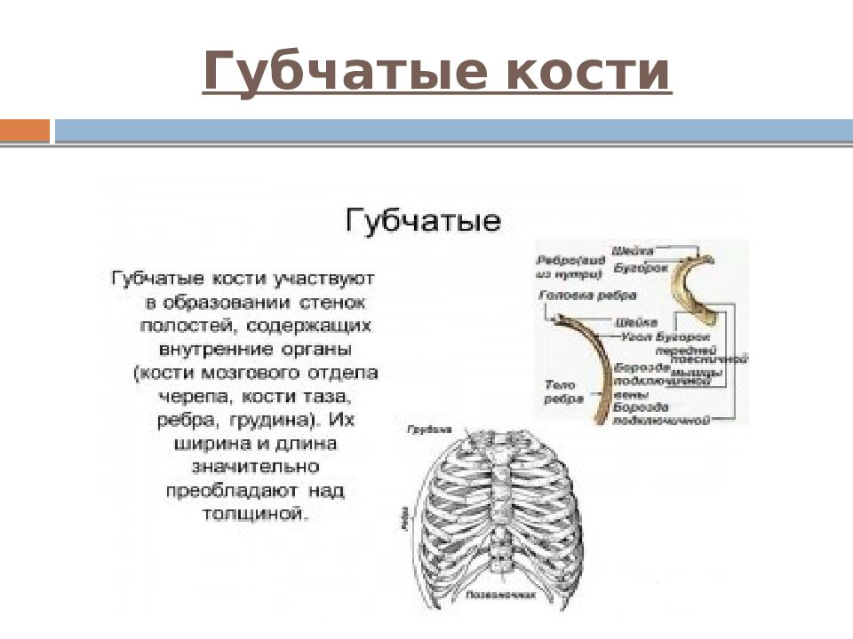 Схема губчатой кости