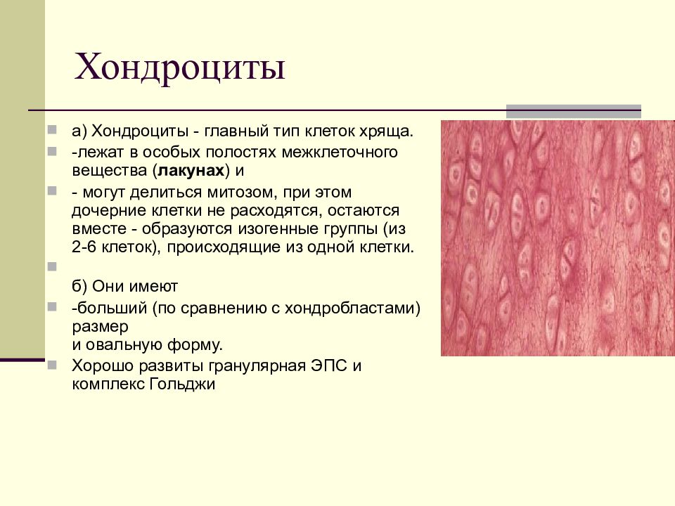 Суставная хрящевая ткань. Хрящевая ткань хондроциты. Хондроциты 1 типа гистология. Хондроциты гистология. Хондробласты и хондроциты функции.