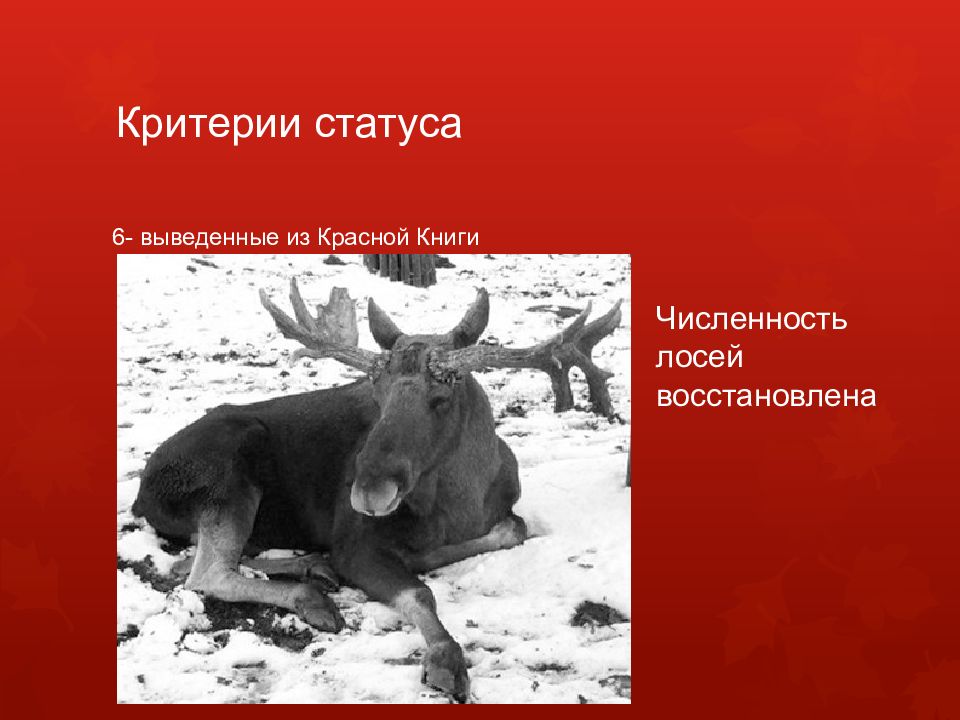 Какой лось занесен в красную книгу. Лось описание. Какой лось занесен в красную книгу. Животные красной книги липецкой области лось. Лось фото.