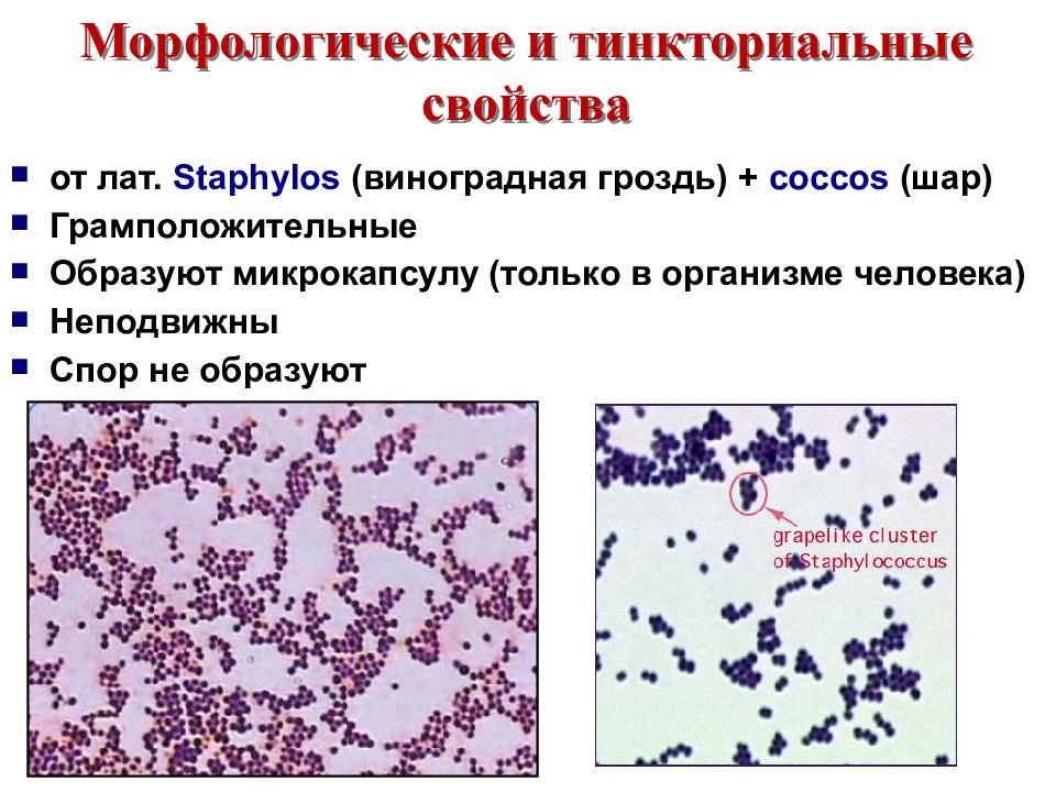 Стрептококки презентация микробиология