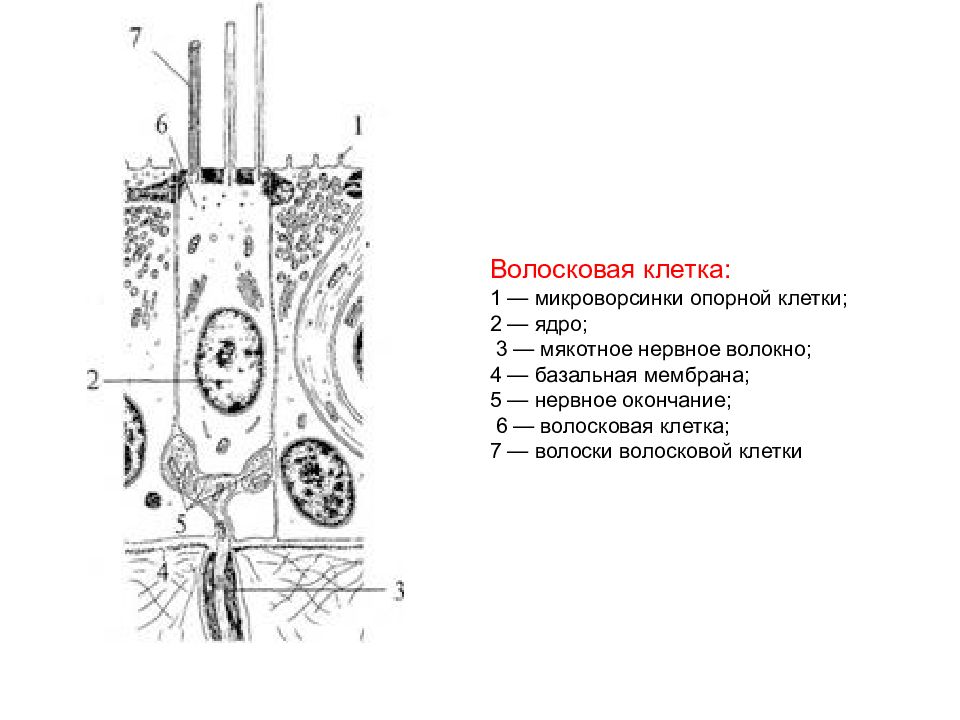 Схема строения волосковых клеток