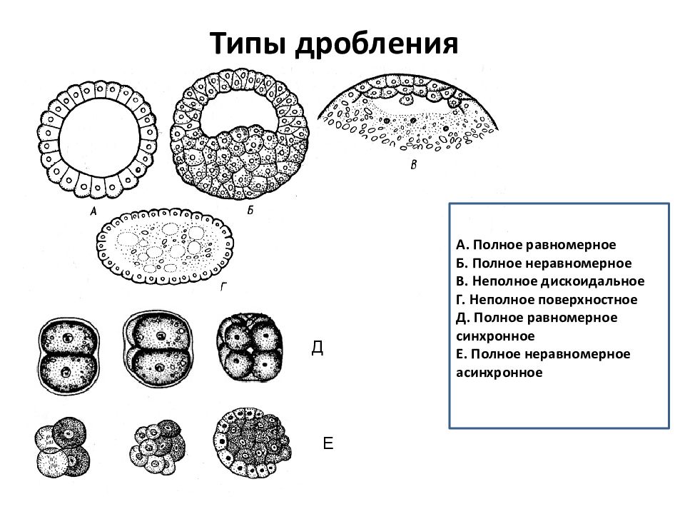 Полное дробление. Типы дробления и типы бластул. Неполное дискоидальное дробление. Дискоидальное дробление зиготы. Классификация дробления зиготы.