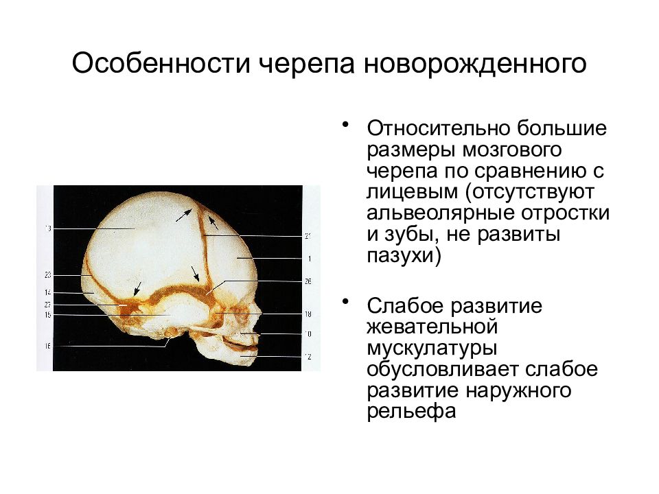 Мозговой череп новорожденного