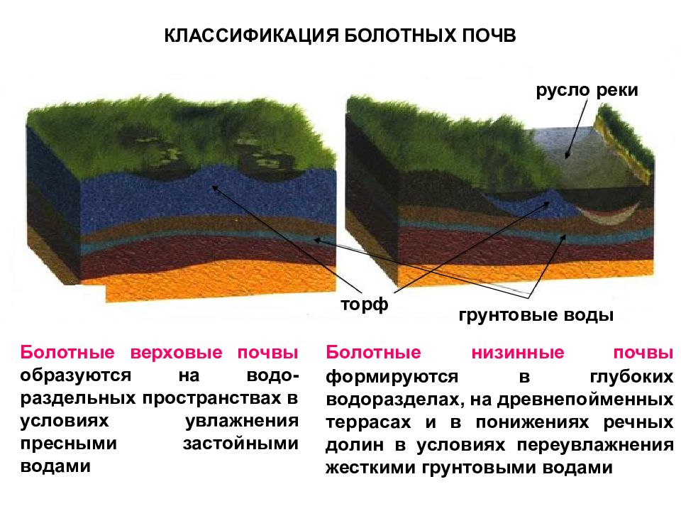 Почвы долины рек. Классификация болотных почв. Болотные низинные почвы. Болотные верховые и низинные почвы. Болотные почвы условия образования.