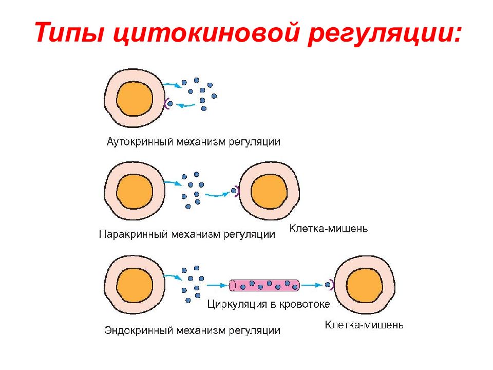 Виды регуляции. Аутокринная регуляция. Аутокринная паракринная и эндокринная регуляция. Паракринный механизм регуляции. Аутокринная регуляция клеток.