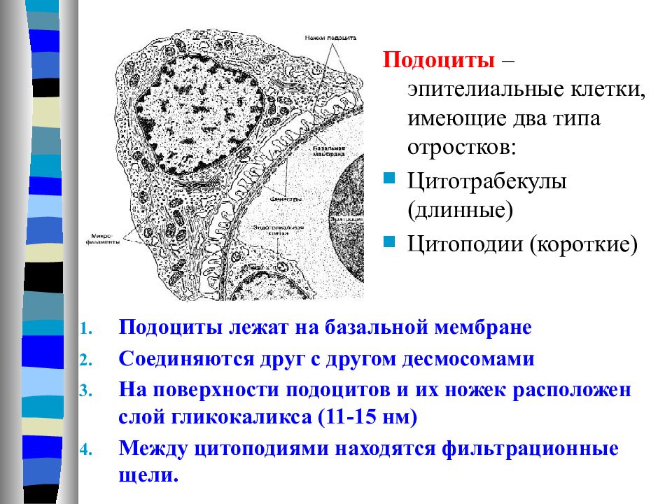 Лекция: Мочевыделительная система — презентация