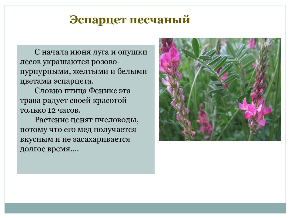 Эспарцет песчаный С начала июня луга и опушки лесов украшаются