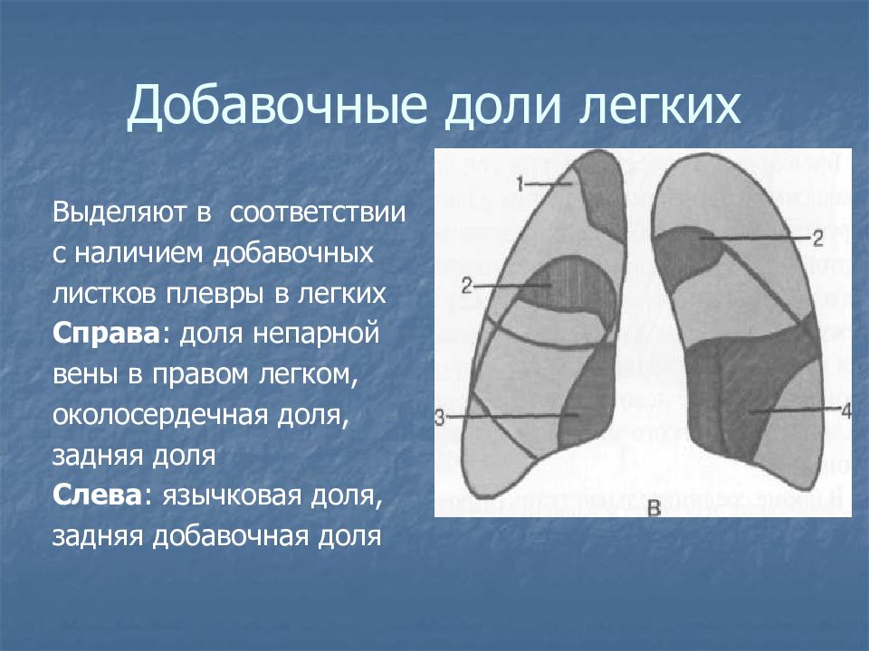 В правом легком. Дополнительная доля легкого справа. Добавочная плевра левого легкого. В правом легком выделяют доли. Добавочная доля непарной вены в легком что это.