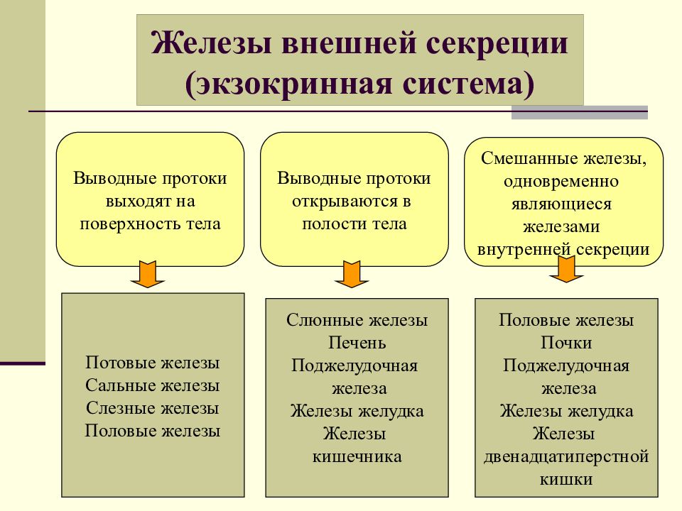 Железы внутренней смешанной и внешней секреции схема