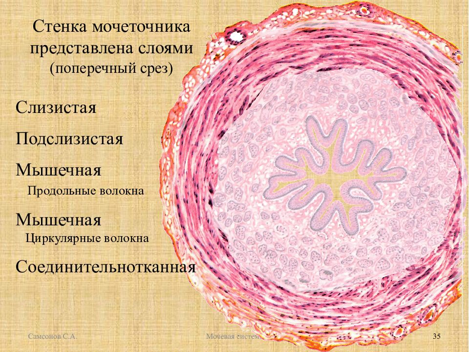 Слои мочеточника