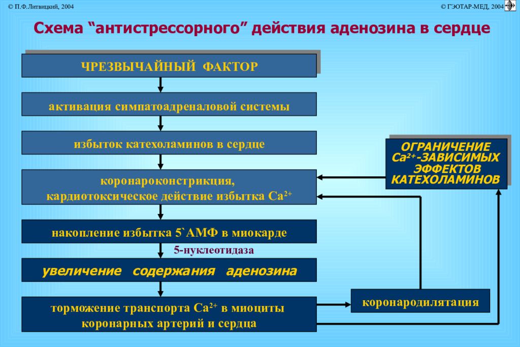 Адаптация 14. Кардиотоксический эффект катехоламинов. Кардиотоксическое действие механизм развития. Группы антистрессорного воздействия. Активация симпатоадреналовой системы адаптация к.