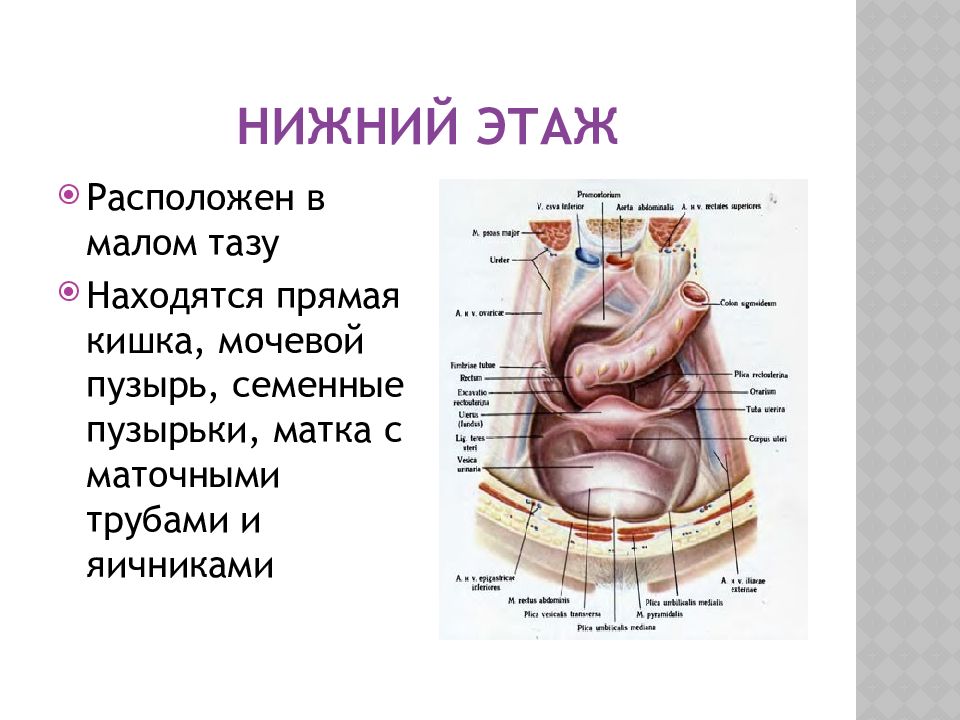 Этажи малого таза