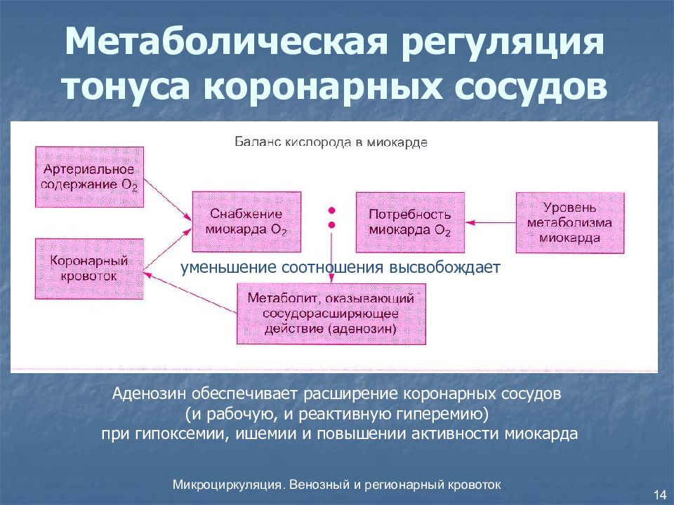 Регуляция тонуса. Метаболическая регуляция сосудистого тонуса. Регуляция коронарного кровообращения. Метаболическая регуляция коронарного кровотока. Регуляция тонуса коронарных сосудов.