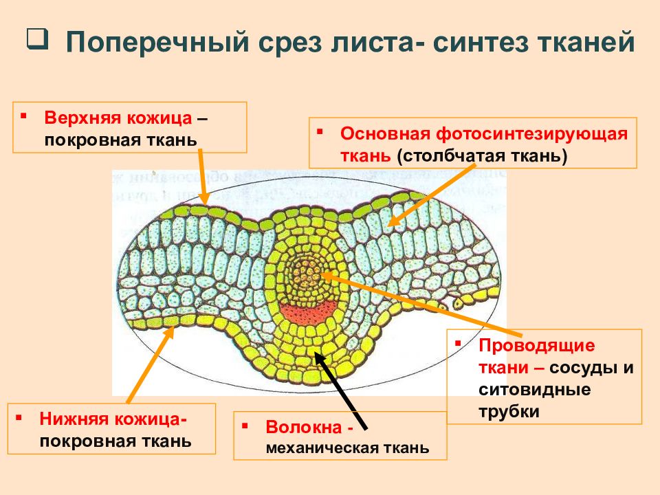 Основная ткань листа рисунок