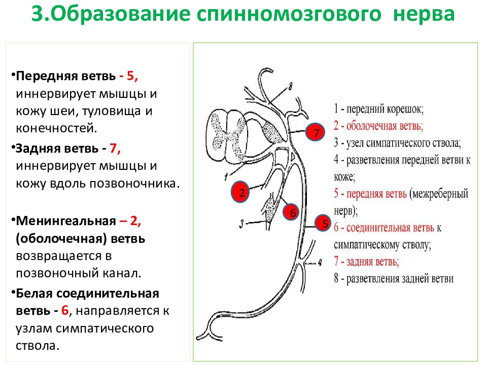 Добавочный нерв презентация