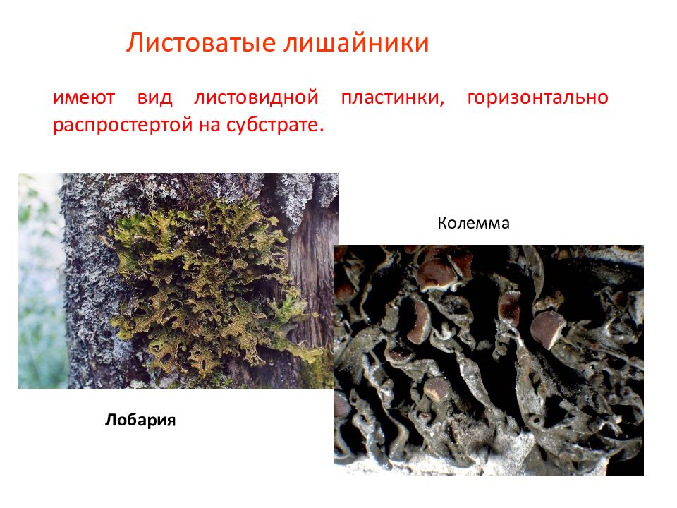 Симбиотические грибы. Нити гриба. Лишайники комплексные симбиотические организмы презентация 7 класс. Почему лишайники называют симбиотическими организмами.