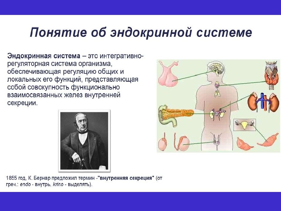 Выполняемые функции эндокринная. Понятие желез внутренней секреции. Система органов эндокринной системы. Физиология желез внутренней секреции физиология. Понятие об эндокринной системе.