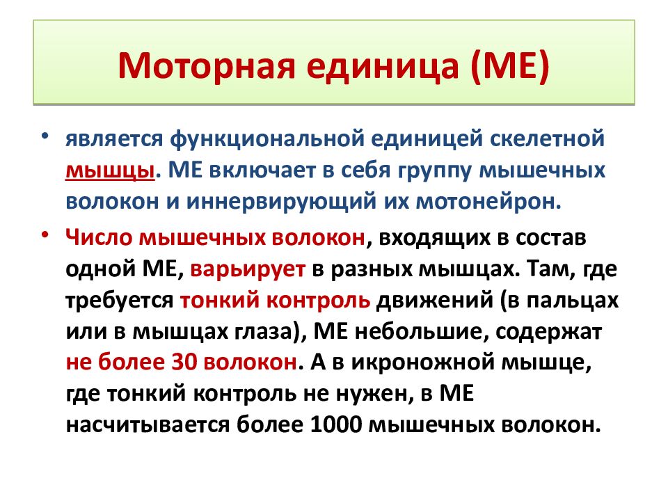 Организация единица. Понятие моторной единицы мышцы. Понятие о двигательной единице. Понятие о моторной единице. Строение моторной единицы.