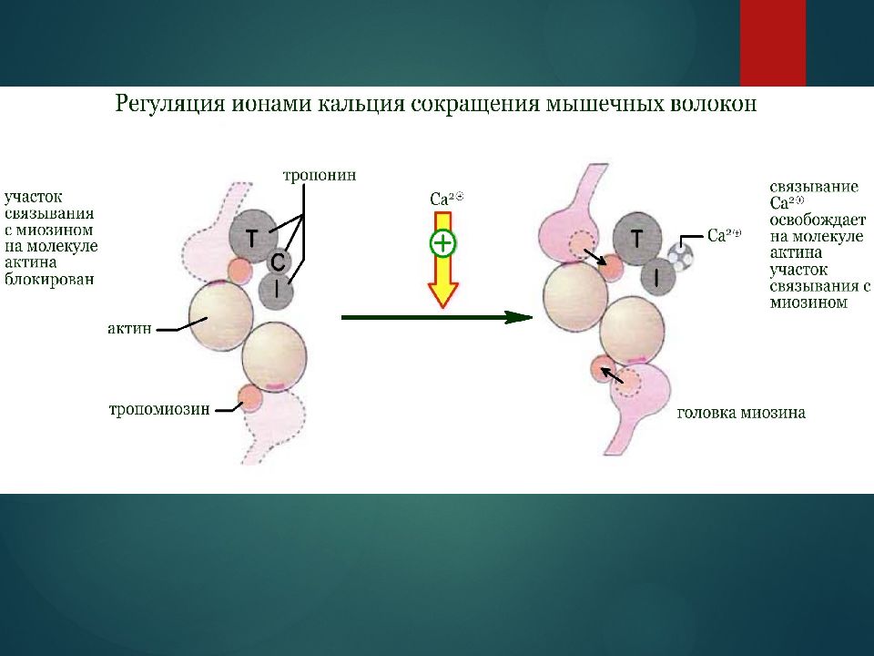 Презентация биохимия мышечного сокращения