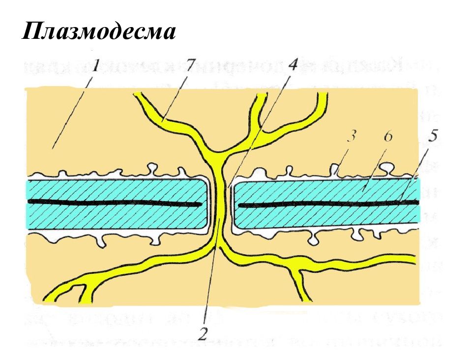 Плазмодесмы. Строение плазмодесмы растительной клетки. Клеточная стенка плазмодесмы. Плазмодесмы растительной клетки схема. Схема строения плазмодесмы.