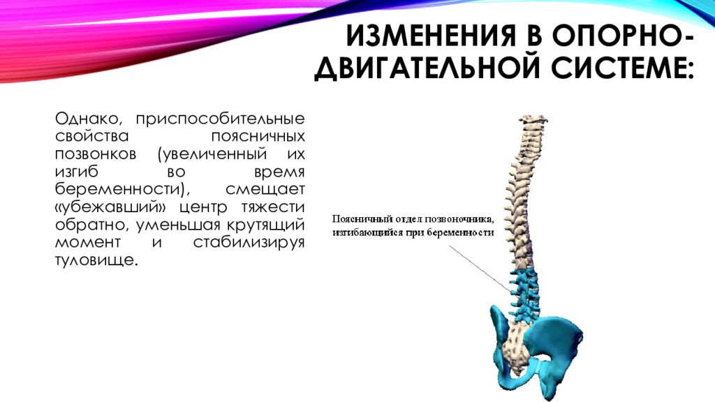 Презентация на тему изменения в организме женщины во время беременности