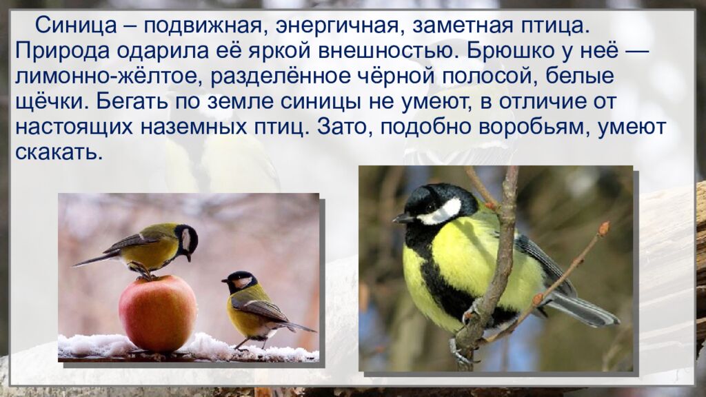 12 ноября – Синичкин день