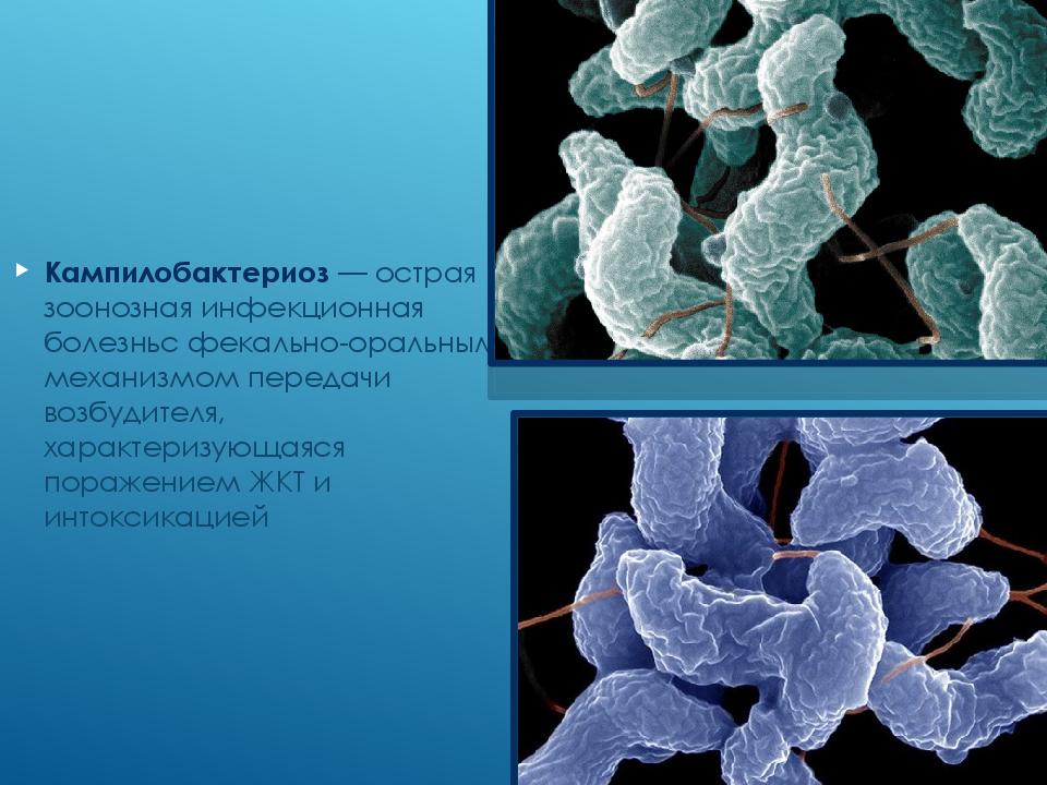 Кампилобактериоз животных презентация