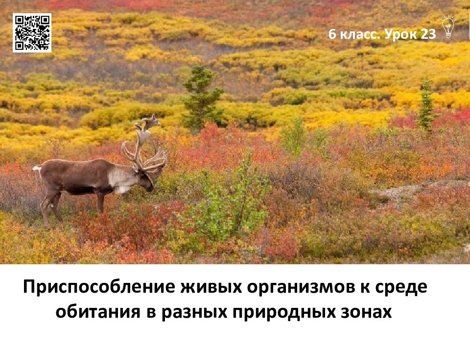 Приспособление живых организмов к среде обитания в разных природных зонах 6