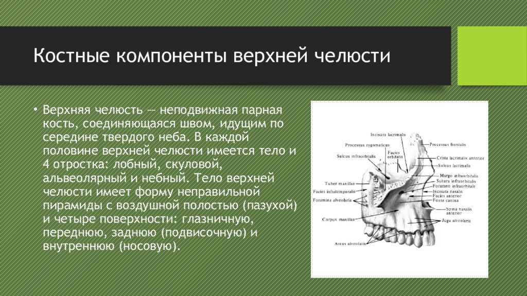 Анатомия верхней и нижней челюсти