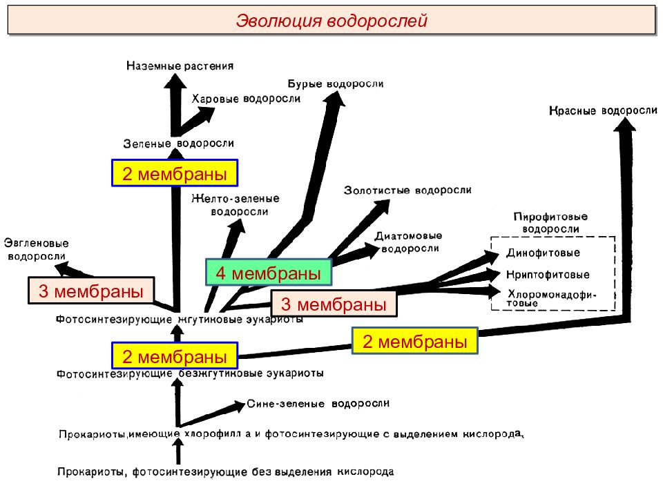 Последовательность эволюции водорослей. Схема эволюционного развития водорослей. Эволюция водорослей схема. Эволюционные преобразования у водорослей. Филогения водорослей.