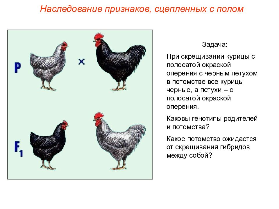 Генетика пола презентация 9 класс