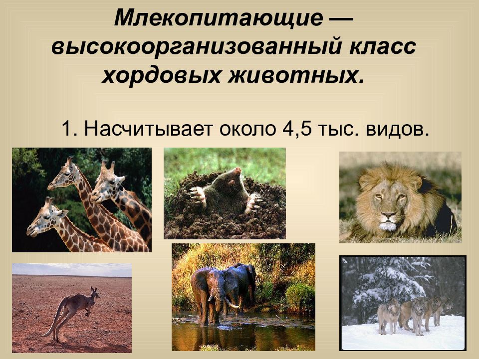Проект на тему мир животных. Млекопитающие презентация. Млекопитающие животные презентация. Млекопитающие проект. Сообщение о млекопитающих животных.