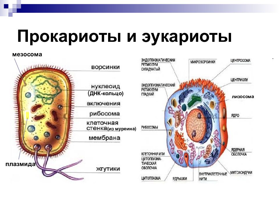 Презентация на тему ядро прокариоты и эукариоты